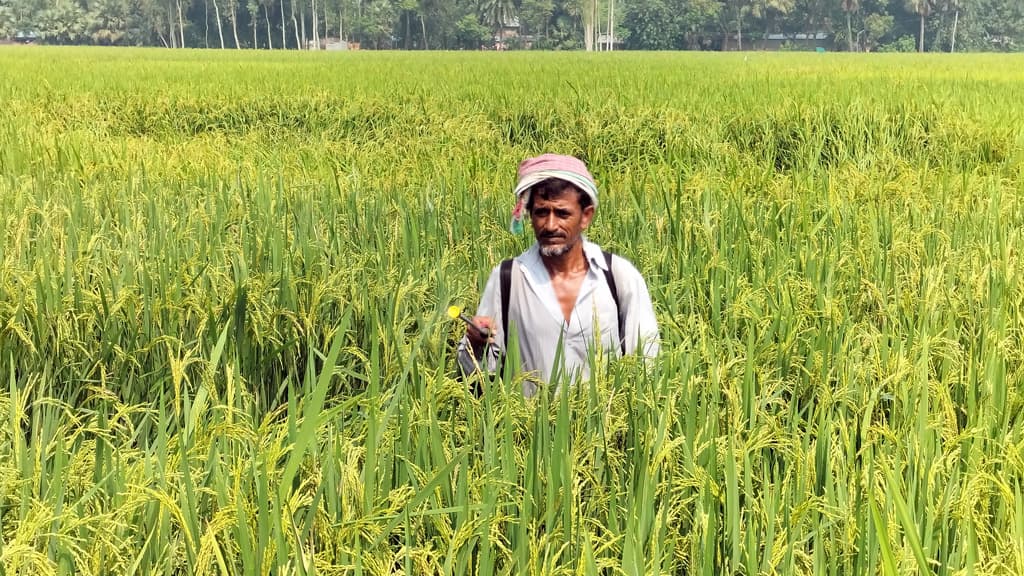 ধানে পোকা, দিশেহারা কৃষক