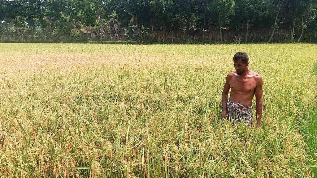 ব্লাস্ট রোগে আক্রান্ত ধান কেটে ফেলার পরামর্শ কৃষি কর্মকর্তার, কৃষকের ক্ষোভ