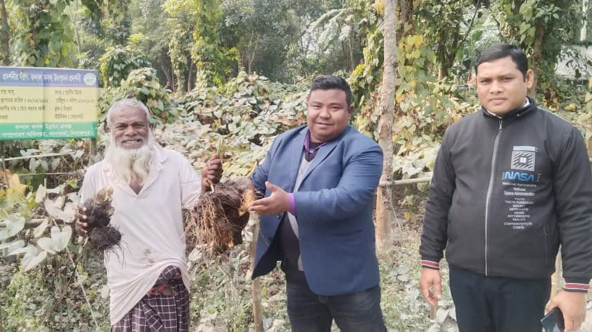 খানসামায় প্রথমবারের মতো বাণিজ্যিকভাবে গাছ আলু চাষ