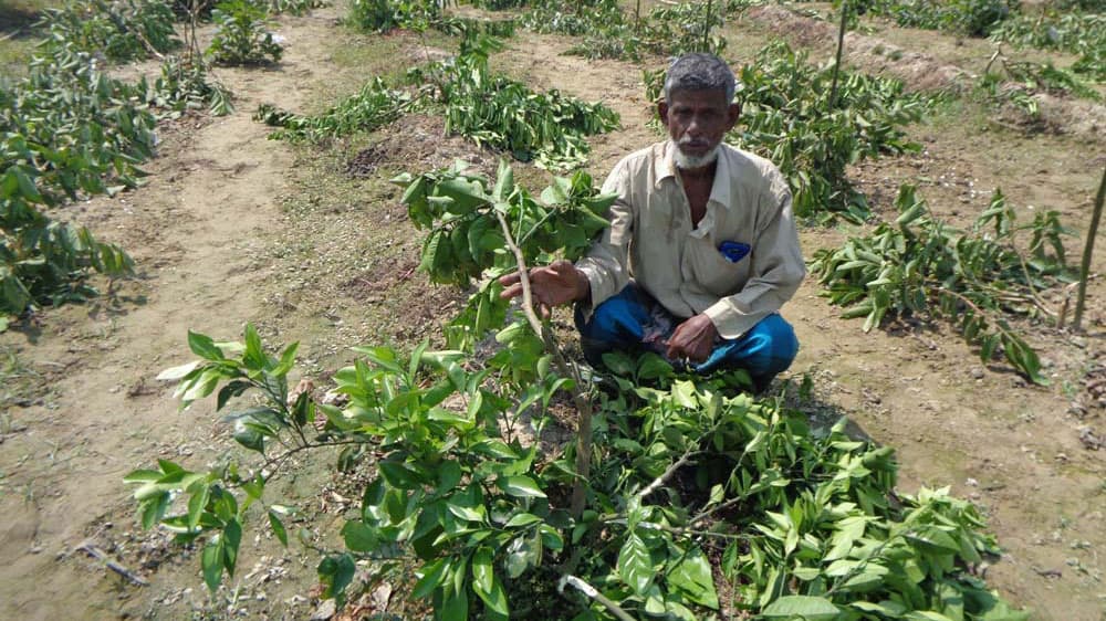 ৩০০ পেয়ারা ও মাল্টা গাছ কাটল দুর্বৃত্তরা