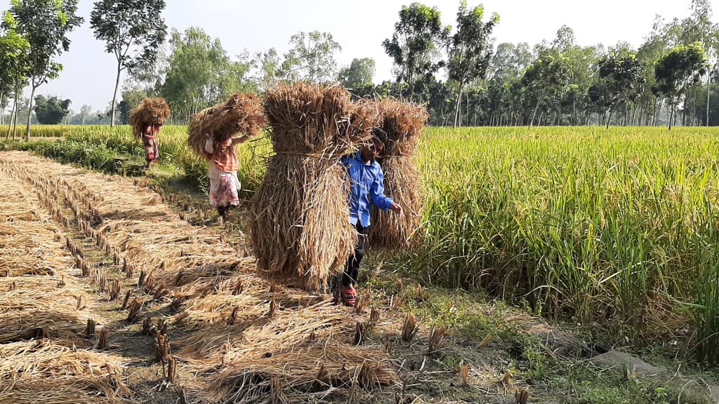 আগাম আমন কাটা শুরু