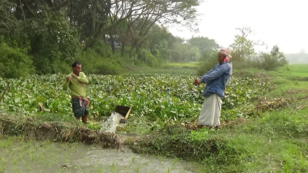 দোলনা সেচের দেখা মেলে না