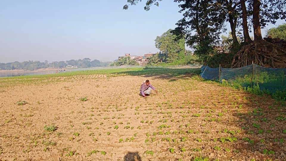 সোমেশ্বরীর চরে ২০ ধরনের শাক-সবজির আবাদ