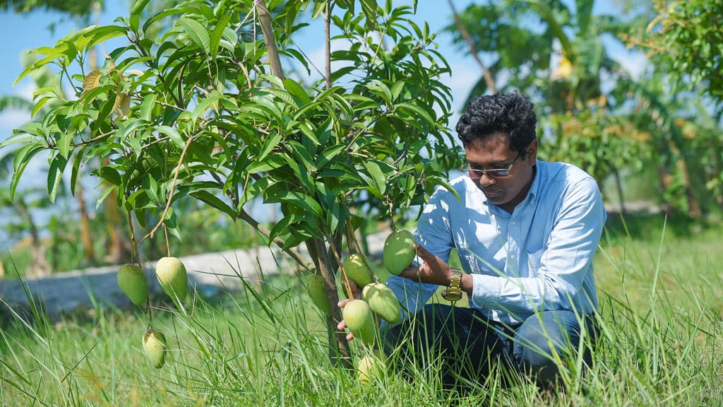 ধু-ধু বালুচরে আম চাষে সফল তরুণ, বছরে আয় ৮ লাখ টাকা