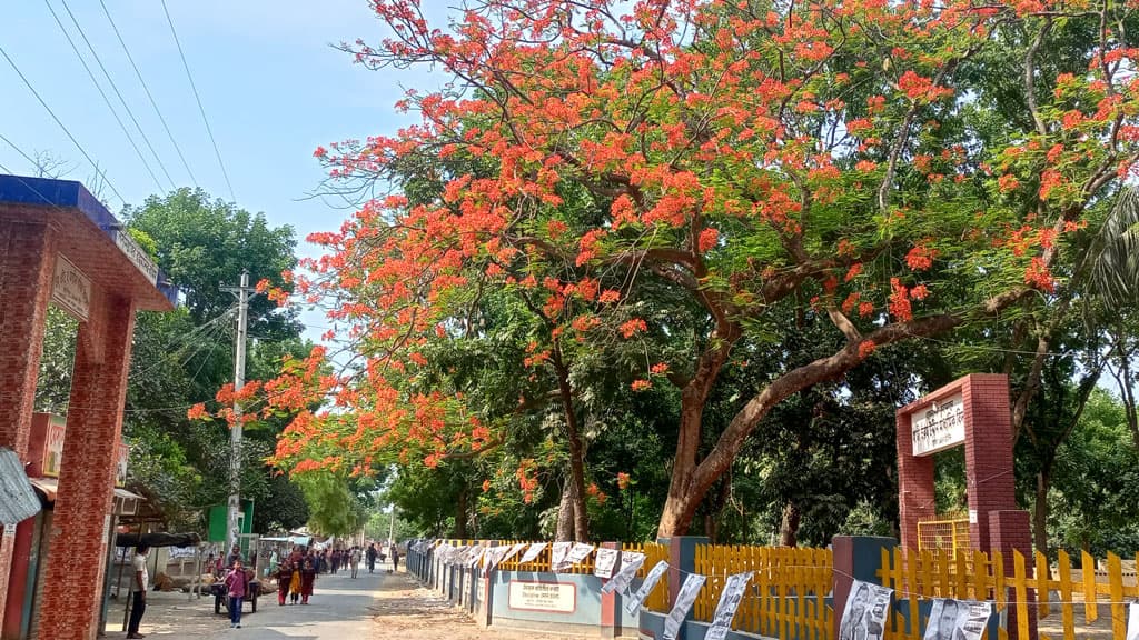 পথচারীর চোখ জুড়াচ্ছে সড়কের পাশের কৃষ্ণচূড়া ফুল