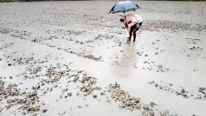 বৃষ্টিতে ফসলের ক্ষতি