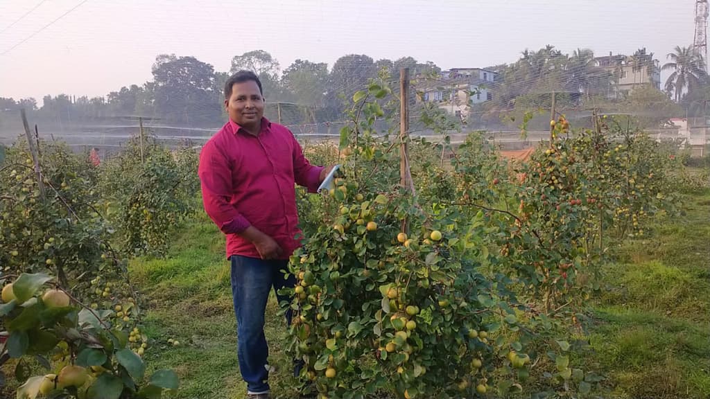 অস্ট্রেলীয় বরই চাষে সাফল্য