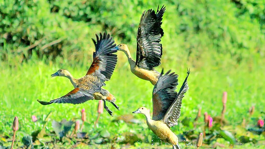 ঢাকার পাশে: ঘর হতে দুই পা ফেলিয়া