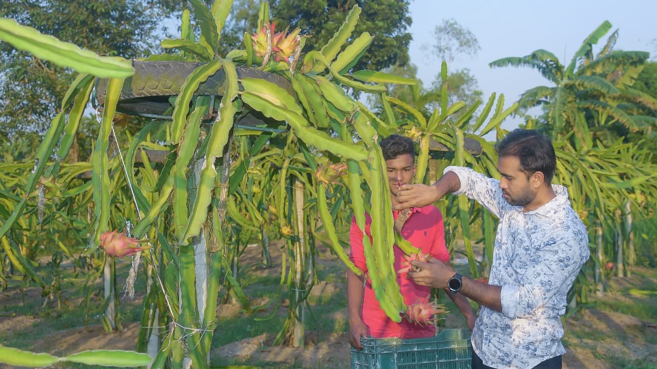 গল্প শুনে ড্রাগন চাষ, চার লাখ টাকা বছরে আয়