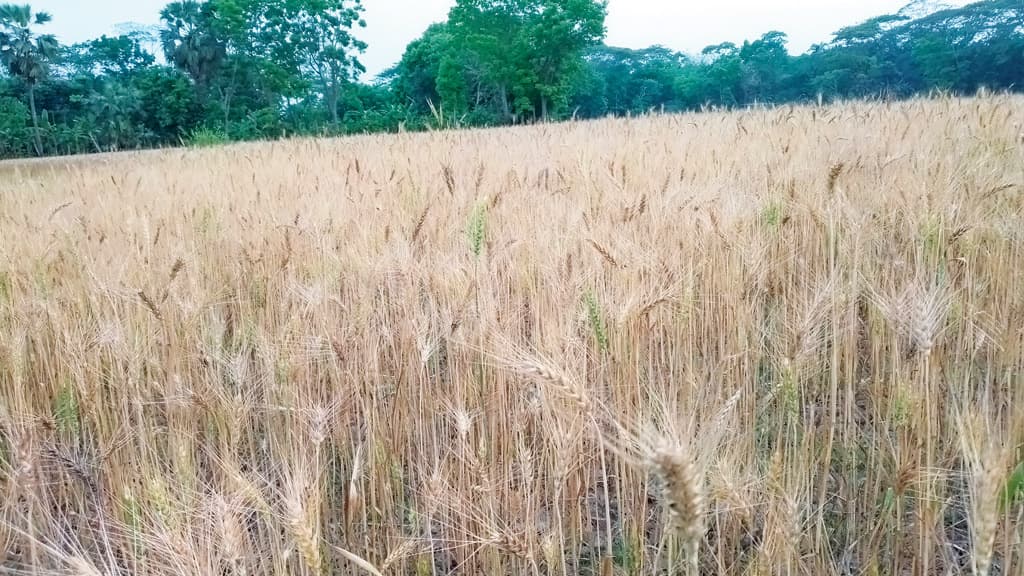 গমে লাভ কম, চাষে আগ্রহ হারাচ্ছেন বাবুগঞ্জের কৃষক