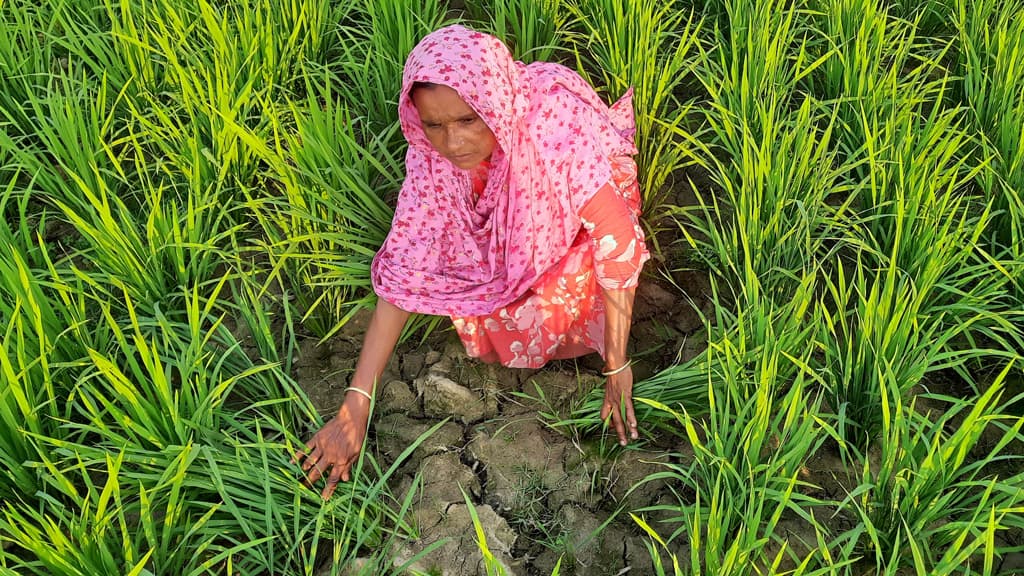 সেচের অভাবে বোরো খেত ফেটে চৌচির, বিপাকে কৃষক