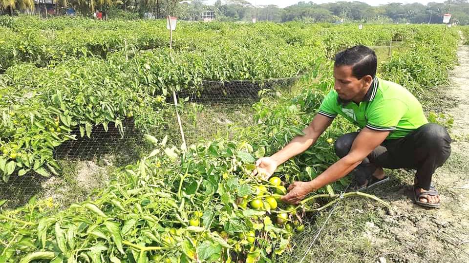 সর্জন পদ্ধতিতে সবজি চাষে ফলন ও লাভ বেশি