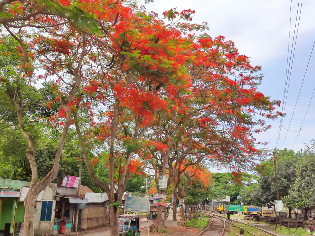 সৌন্দর্য বিলাচ্ছে ‘একজ জাগরণের’ কৃষ্ণচূড়া