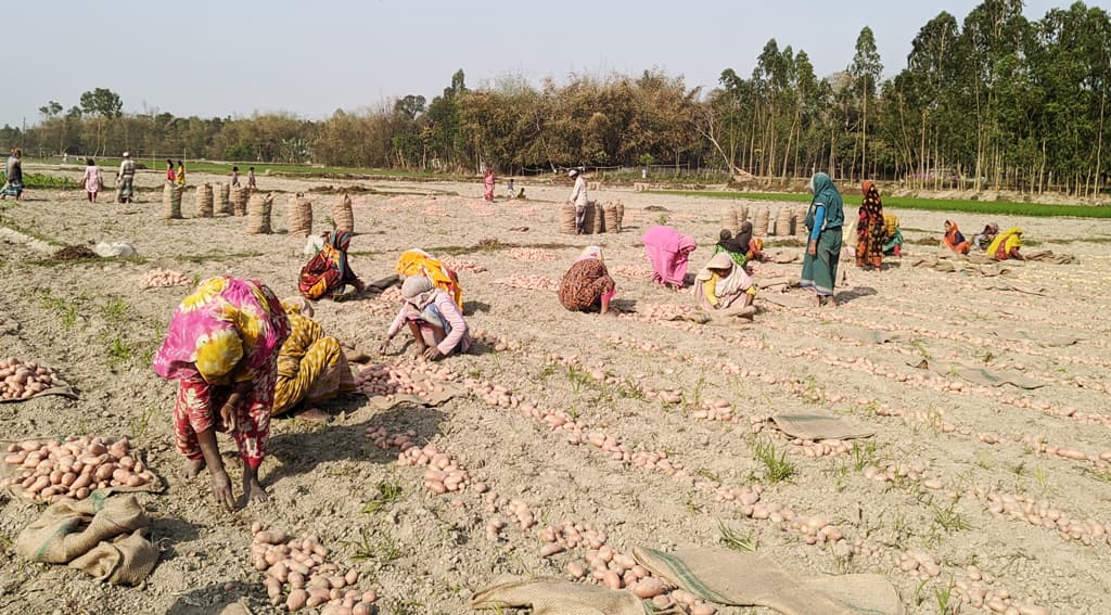 উৎপাদন কম হলেও আলুর দামে খুশি কৃষক