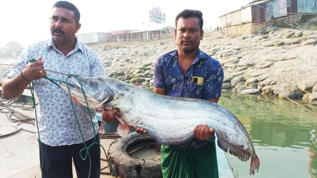 রাজবাড়ীতে পদ্মায় ধরা পড়েছে ১৯ কেজির বোয়াল, দাম ৪৭ হাজার টাকা 