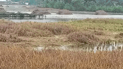 খেতে না গিয়েই ক্ষতির হিসাব