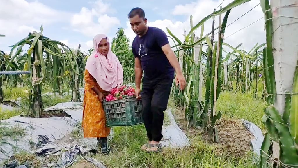 ইউটিউব দেখে শেখা, এখন সফল ড্রাগন ফল চাষি