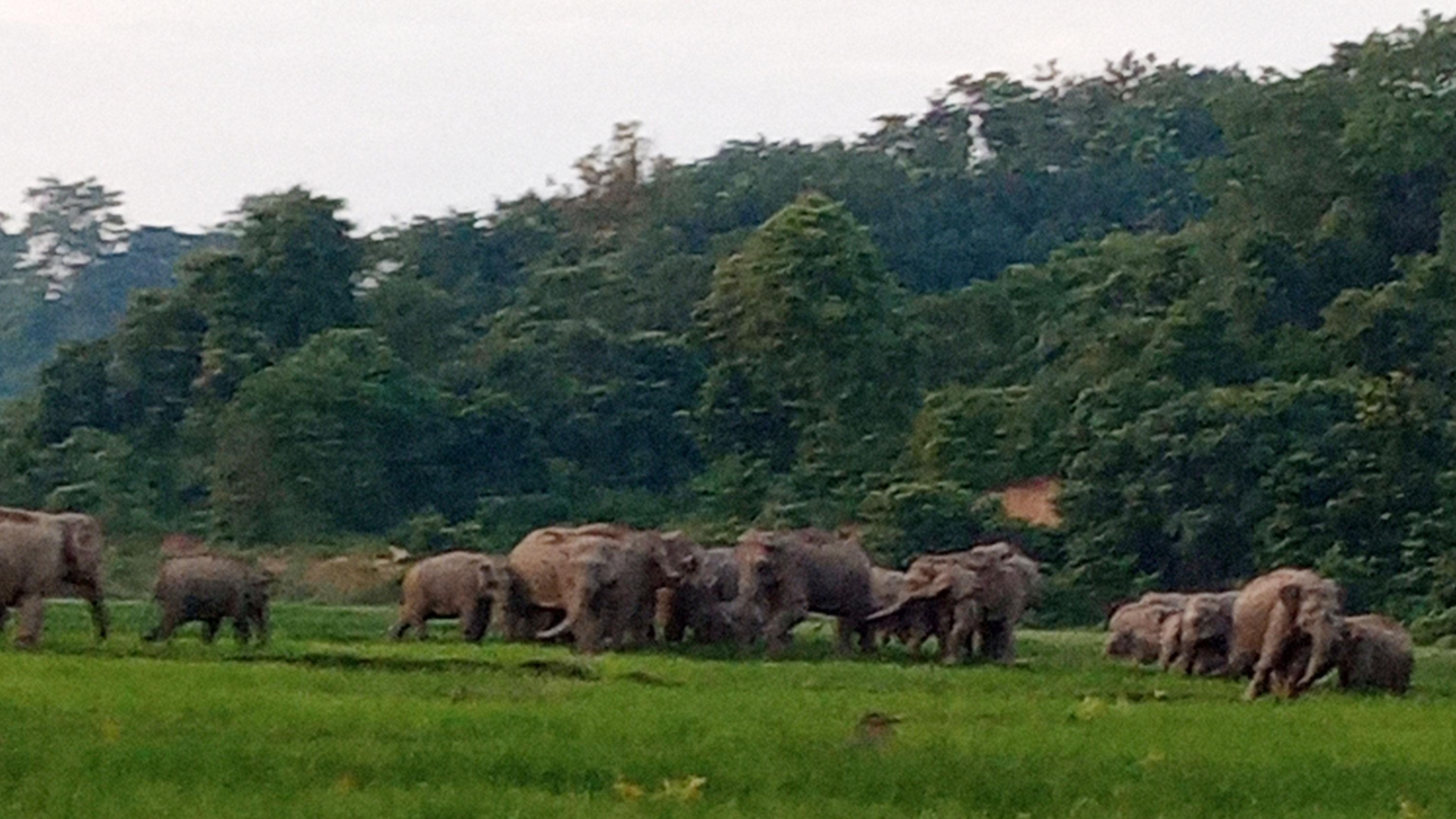 হাতির তাণ্ডবে ফসল নষ্ট