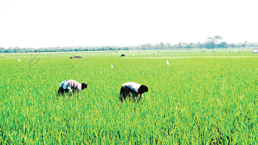 ফসল বাঁচাতে নিষিদ্ধ পলিথিন