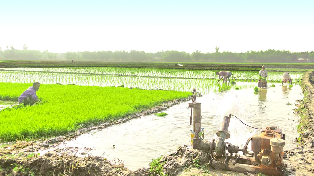 আমনের ক্ষতি পোষাতে  তীব্র শীতেও মাঠে