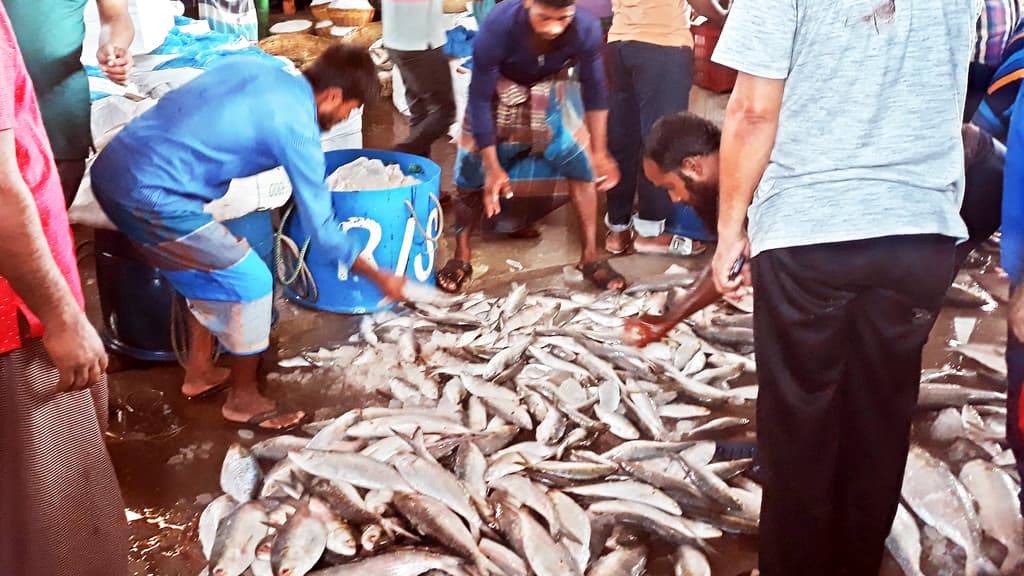 অসময়ের ইলিশ নিয়ে চিন্তা