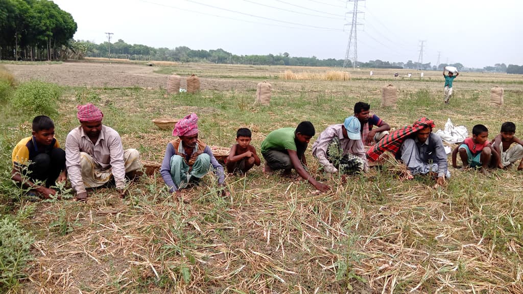 পেঁয়াজের বাম্পার ফলনেও দামে মলিন কৃষকের মুখ