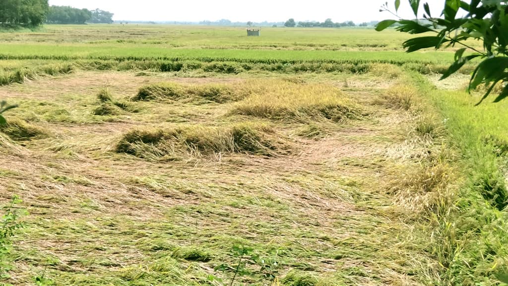 বৃষ্টি ও জোয়ারের পানিতে ধান পচে যাওয়ার আশঙ্কা