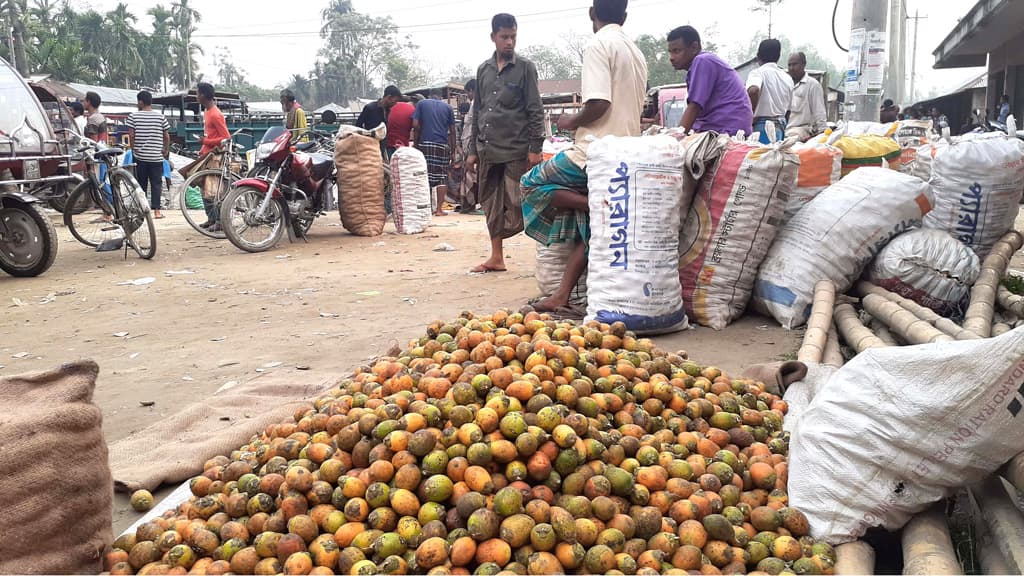 সুপারির দাম কম, হতাশ চাষি