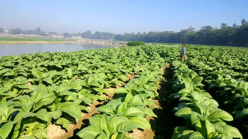 প্রলোভনে পড়ে ধান-গম ছেড়ে তামাক চাষ