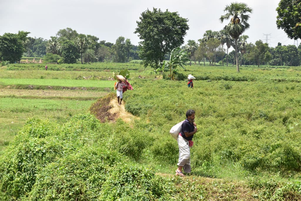 কৃষি উন্নয়নে তিন বছরে বরাদ্দ সাড়ে ৩৮ হাজার কোটি টাকা