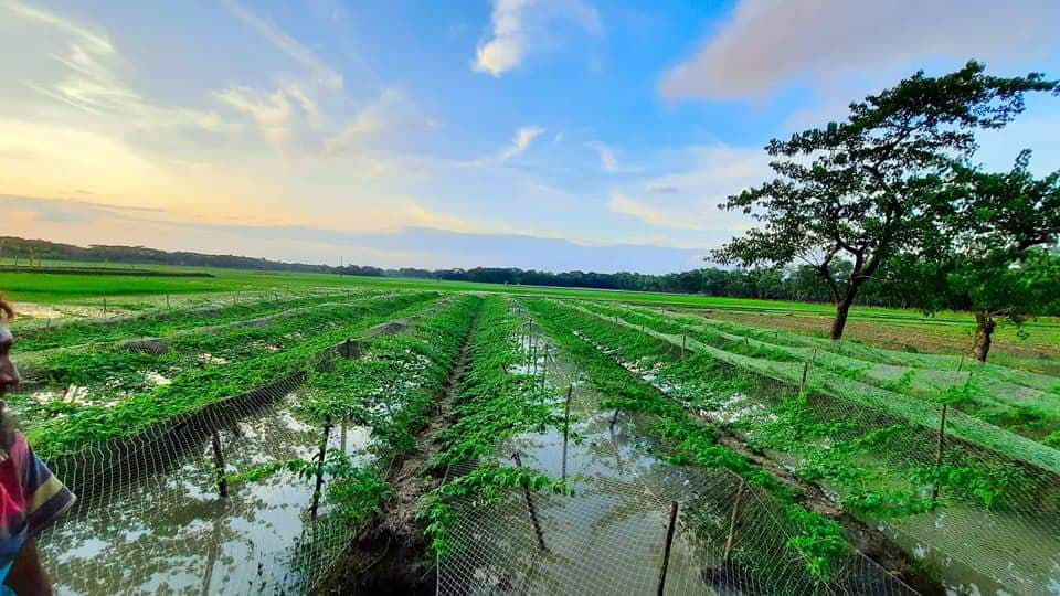 শীতকালীন সবজির আগাম চাষ