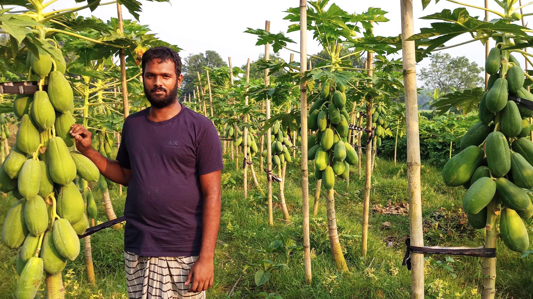 পেঁপে চাষে মেহেদি হাসে