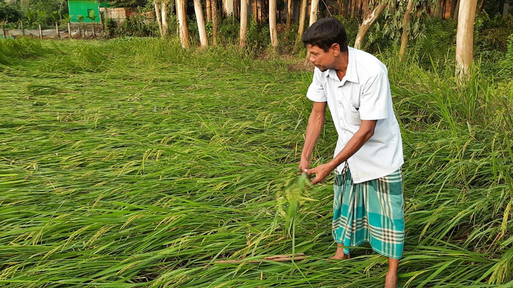 সিত্রাংয়ে বেশি ক্ষতি ধানে