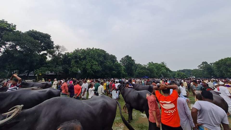 শ্রীপুরে গরুর পাশাপাশি বেড়েছে মহিষ বেচাকেনা