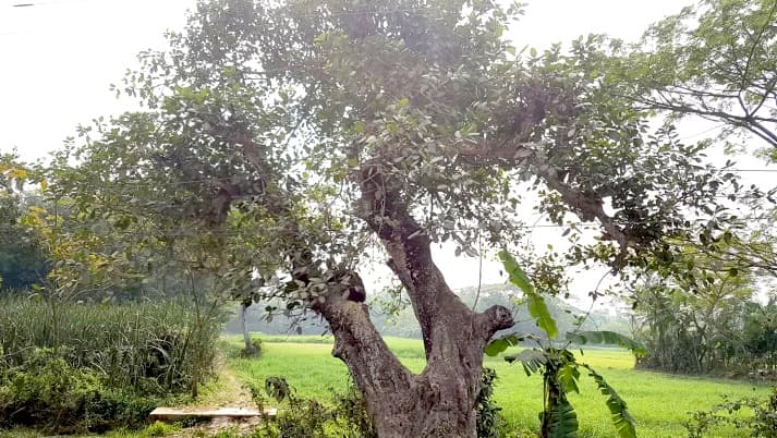 কাটা পড়ার শঙ্কায় শতবর্ষী বটগাছ, এলাকায় চাপা ক্ষোভ