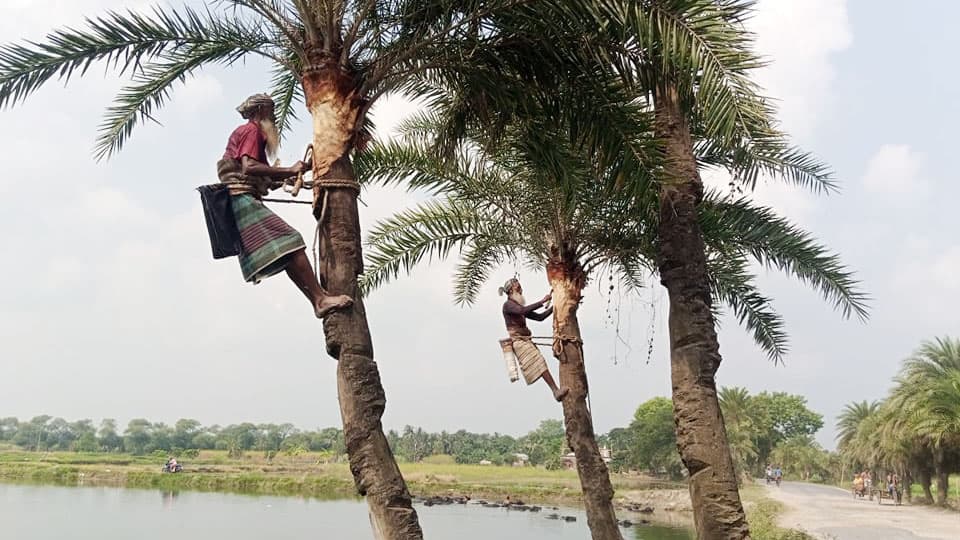 খেজুরের রস সংগ্রহে প্রস্তুত গাছিরা