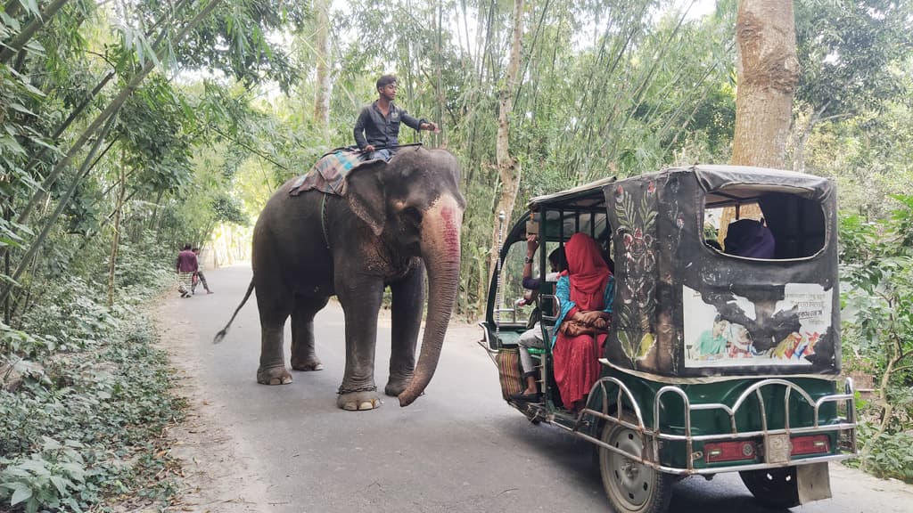 হাতি দিয়ে চাঁদাবাজি ক্ষোভ পথচারীদের