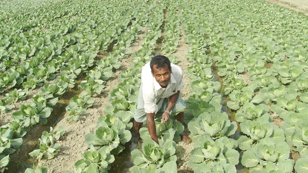 কপি চাষে কৃষকের হাসি