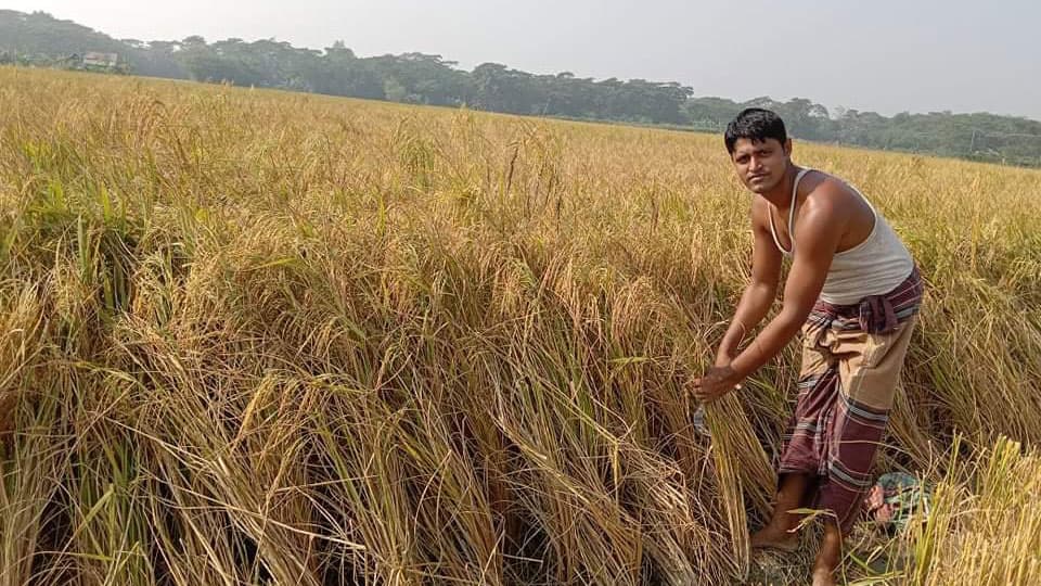 আমনের ফলন ভালো শঙ্কা ন্যায্যমূল্য নিয়ে