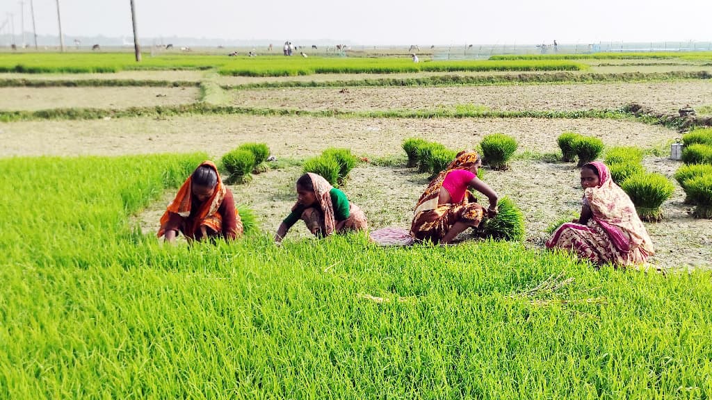 সুনামগঞ্জে পুরোদমে চলছে বোরো আবাদের প্রস্তুতি