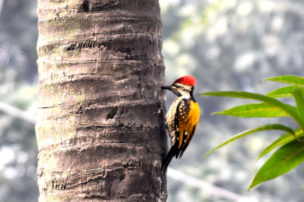 দিনের ছবি (২২ জানুয়ারি, ২০২৪)