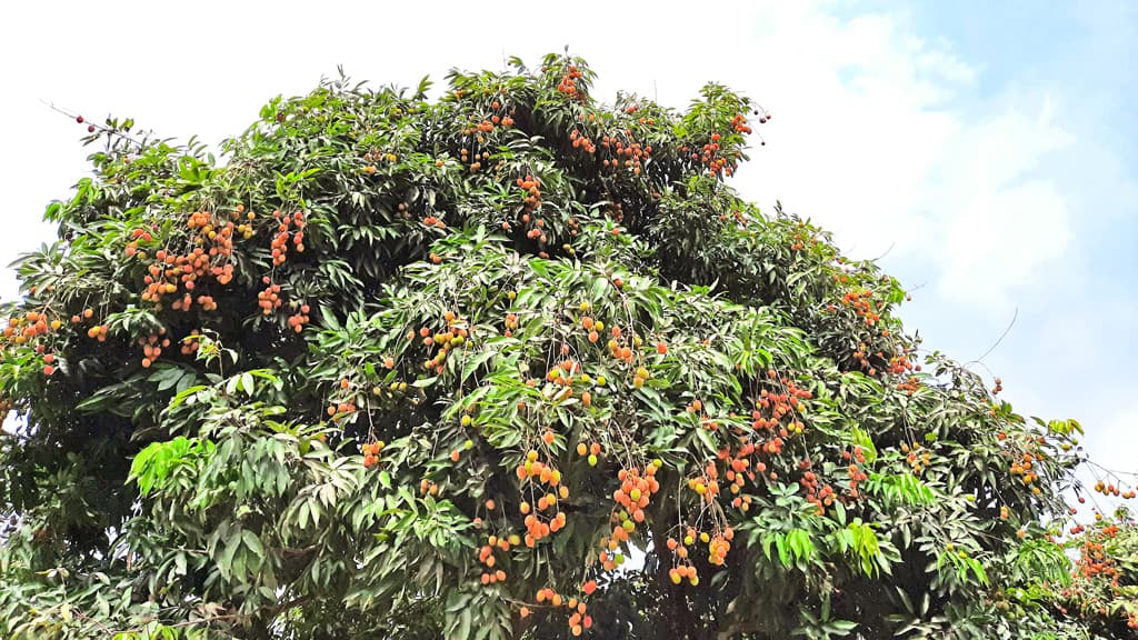 বাজারে আসতে শুরু করেছে সোনারগাঁয়ের রসাল লিচু