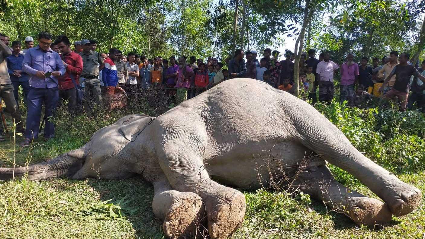 হাতি হত্যার ঘটনায় মামলা