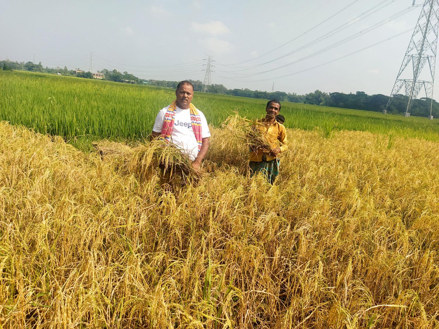 আমনের দামে শঙ্কায় চাষিরা