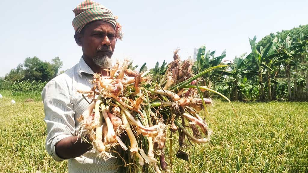 প্রণোদনার পেঁয়াজ বীজে কপাল পুড়ল কৃষকের