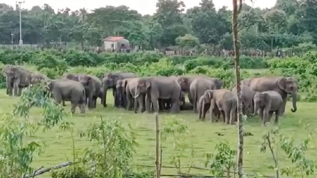 হাতি ও মানুষের দ্বন্দ্ব বাড়ছে