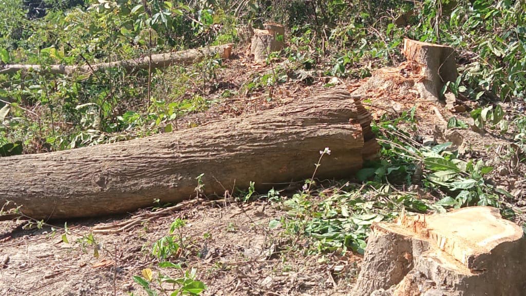 রুমায় গাছ কাটল প্রতিপক্ষ আদালতের নির্দেশ উপেক্ষা