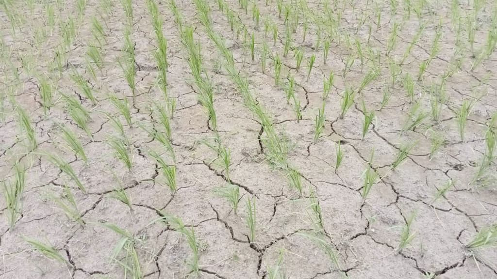 পানির অভাবে আমনের খেত ফেটে চৌচির