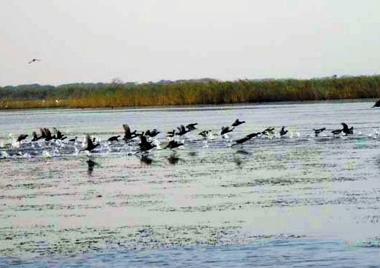 পরিযায়ী পাখিতে মুখর হাওর