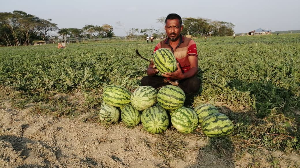 আগাম তরমুজে ঘুরে দাঁড়াচ্ছে চরের কৃষক